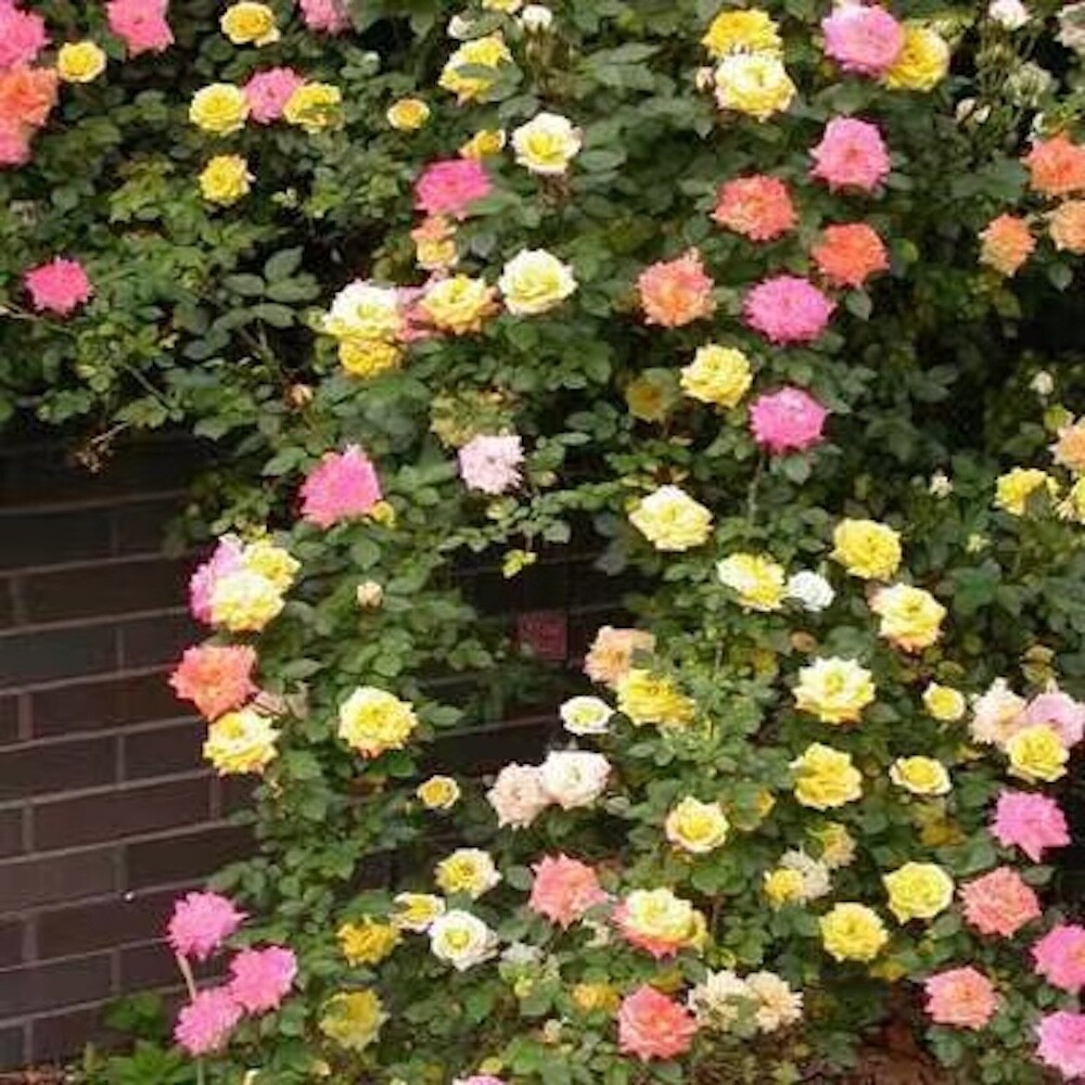 20 SEEDS for Blend Coat RARE CLIMBER climbing Rose bud flower exotic USA Seller