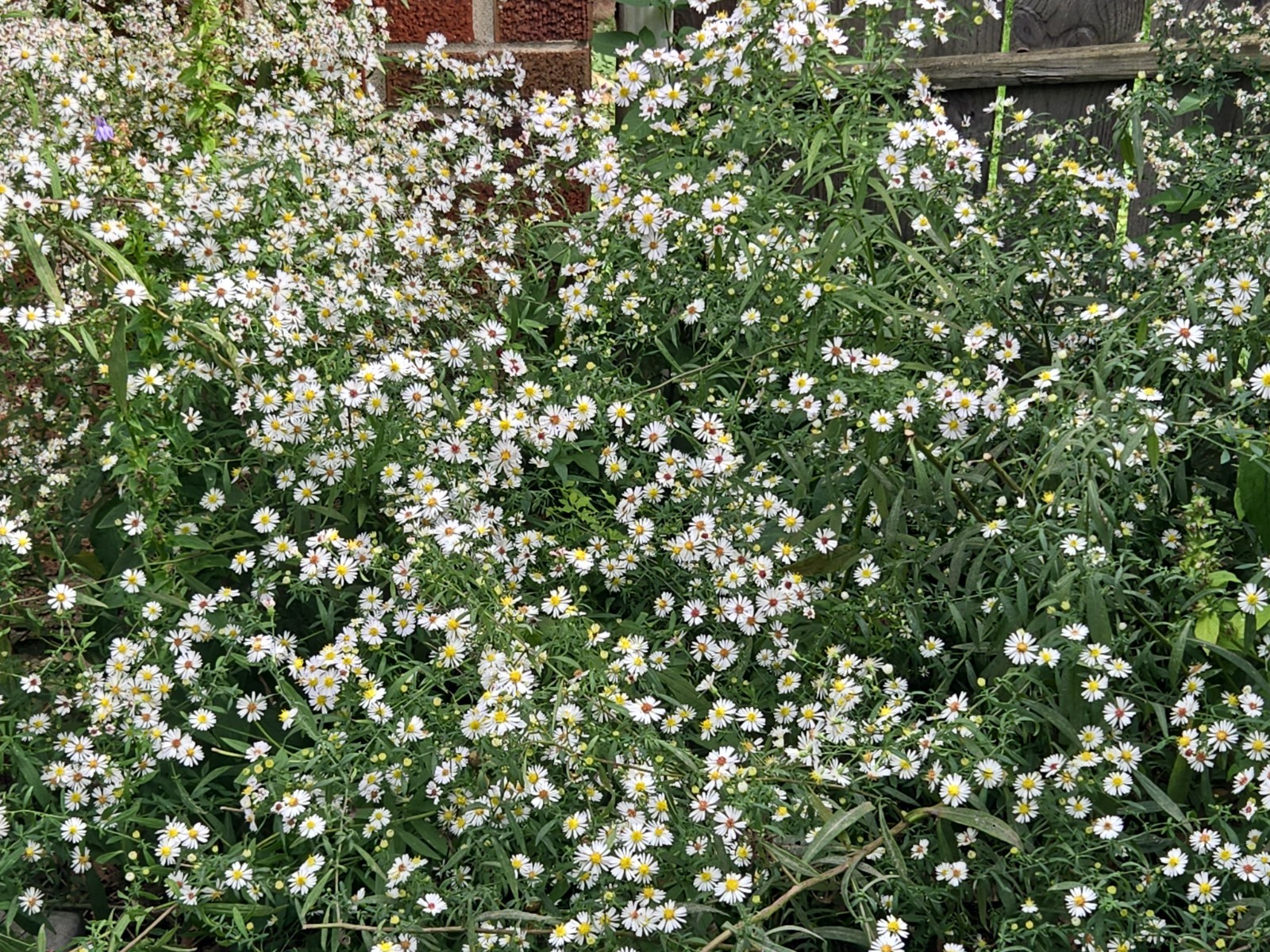 1/4 teasp+ Calico Aster Seed/NATIVE/Symphyotrichum lateriflorum /Native US Plant