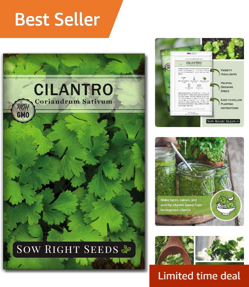 Heirloom Cilantro Seeds – Quick Harvest & High Germination for Your Kitchen