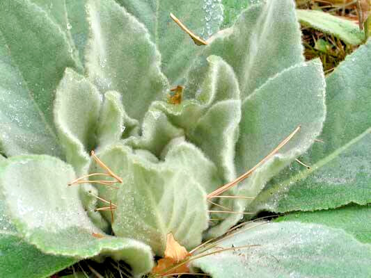 Great mullein 1000 seeds, wooly mullein, hardy 6-10′ tall, verbascum BULK seeds