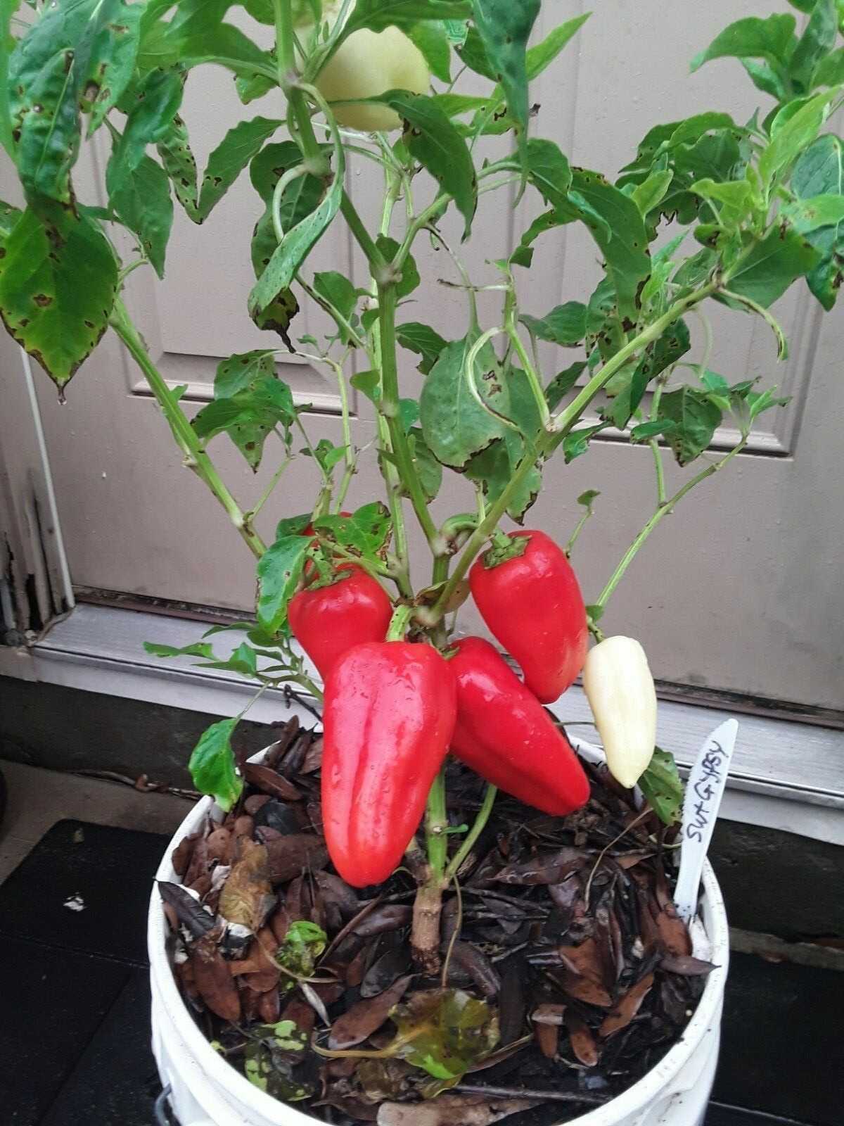 30+ Sweet Gypsy Pepper Seeds Heirloom NON-GMO. No pesticides no herbicides