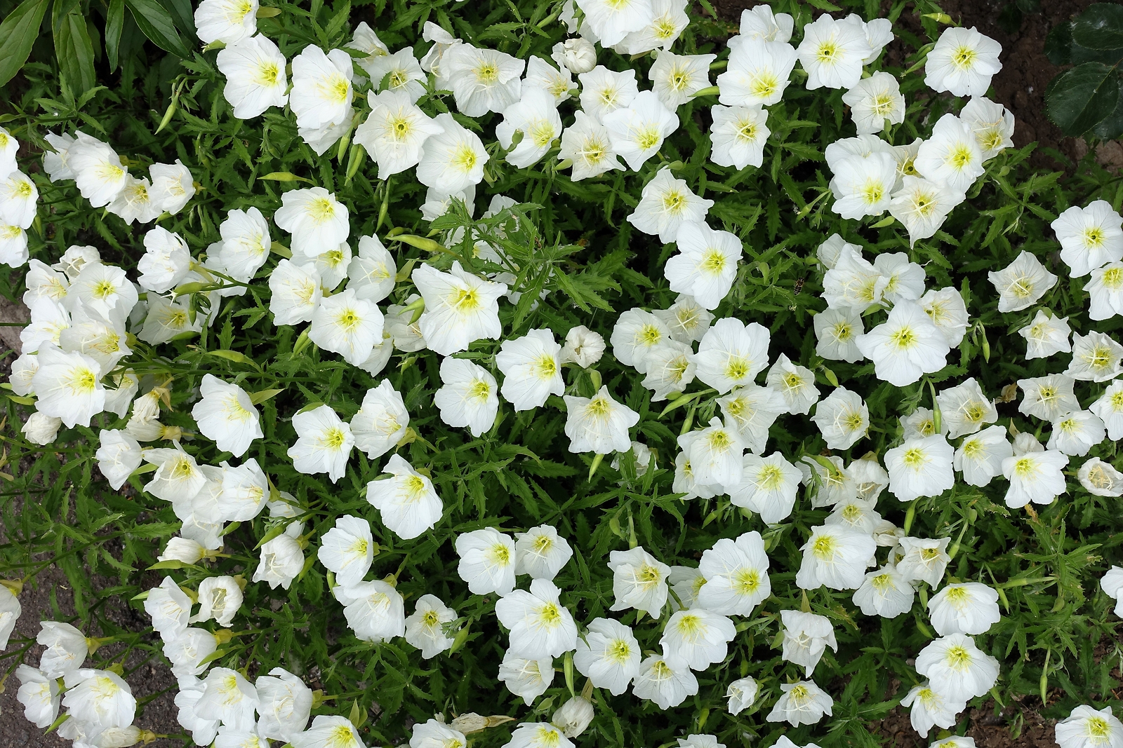 250 WHITE Pale EVENING PRIMROSE Buttercup Sundrops Oenothera Pallida Flower Seed
