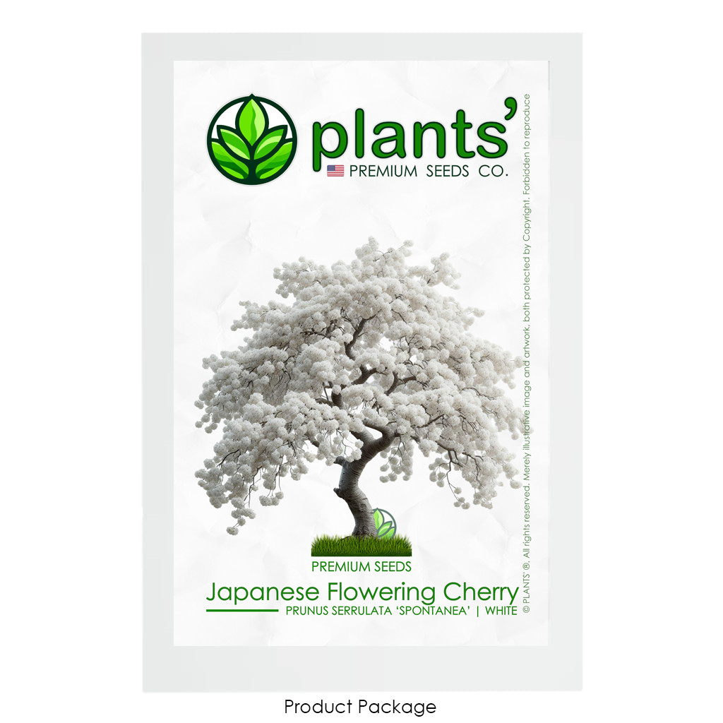 White Japanese Flowering Cherry | Premium Seeds | Prunus serrulata ‘Spontanea’