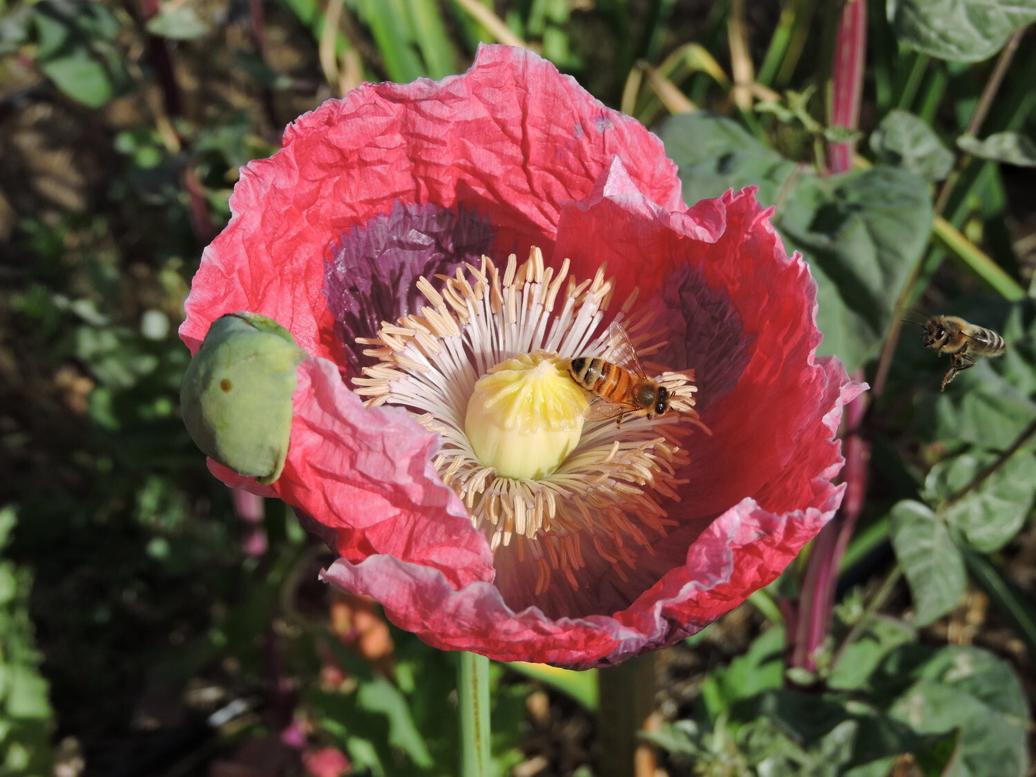 1,000 The Giant – Giganteum P. Somniferum Poppy Seeds -HUGE Pink&Purple Blooms!