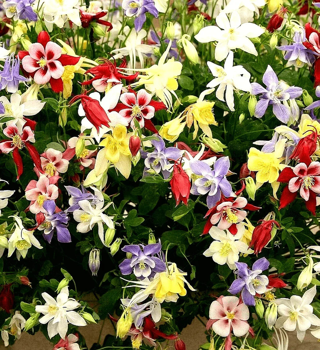 200+ MCKANA GIANTS COLUMBINE SEEDS — PERENNIAL MIX – HUMMINGBIRD / BUTTERFLIES