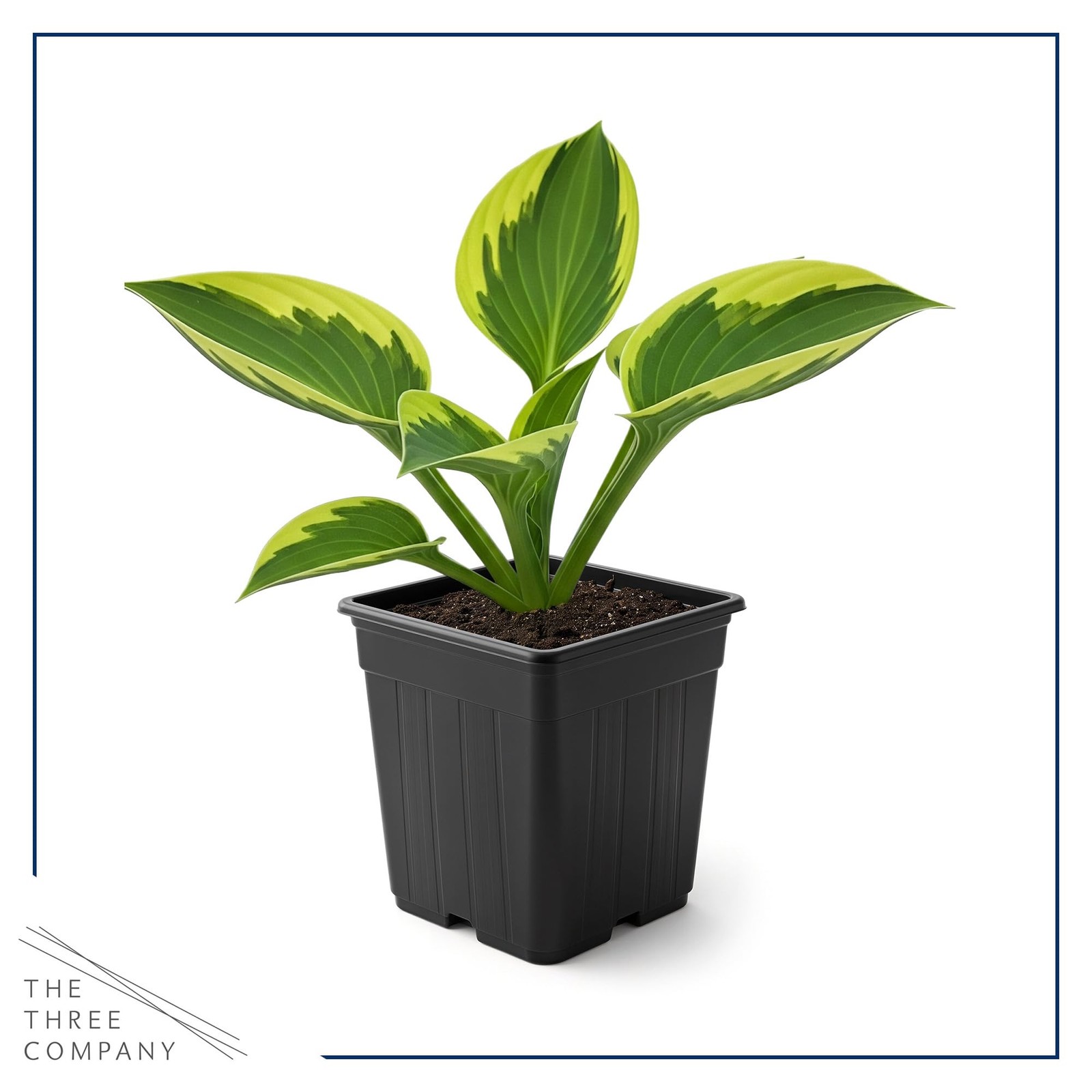 Hosta Plants Yellow Polka Dot Bikini, 3 Pack, 10″ Tall, 1 Qt Pot