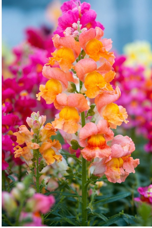Snapdragon Seeds – Tetra Mix (Antirrhinum) | Multi-Color Blooms | Cut Flower