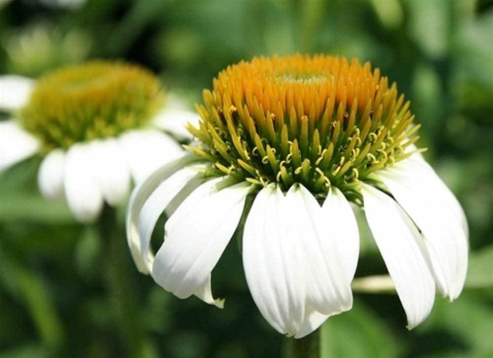 Chamomile Seeds, German Chamomile Seeds,”COOL BEANS N SPROUTS” Brand. Home Gard