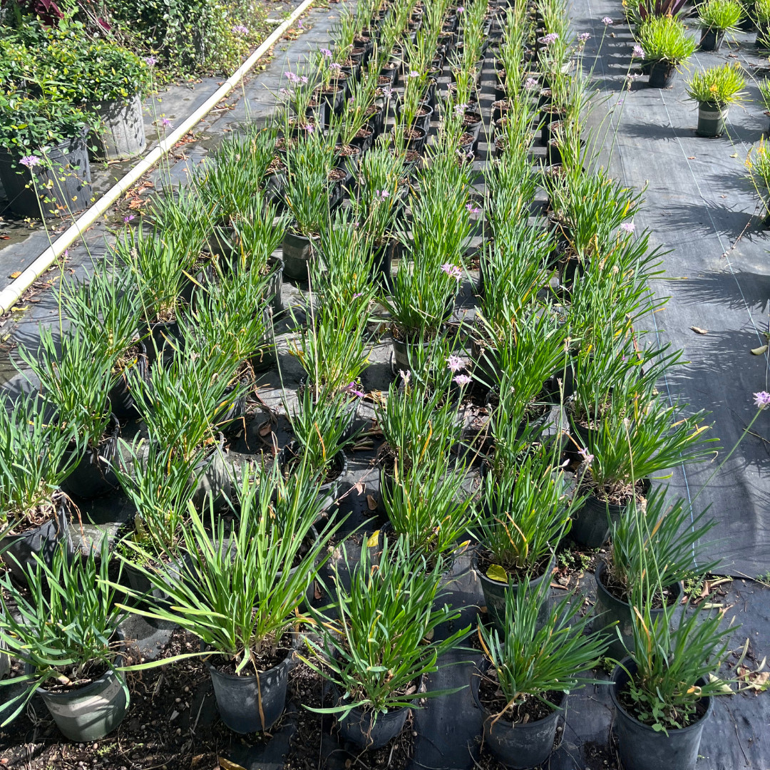 Chives Garlic Allium Schoenoprasum, Planta Cebollin 6 in Pot Large