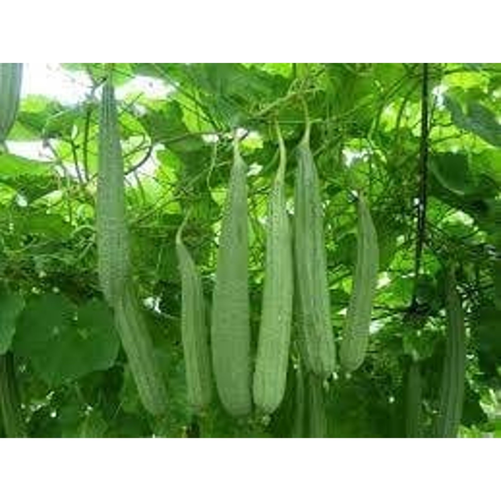 Bonanza Angled Luffa Ridged Luffa Gourd Squash Chinese Okra Seeds Heirloom
