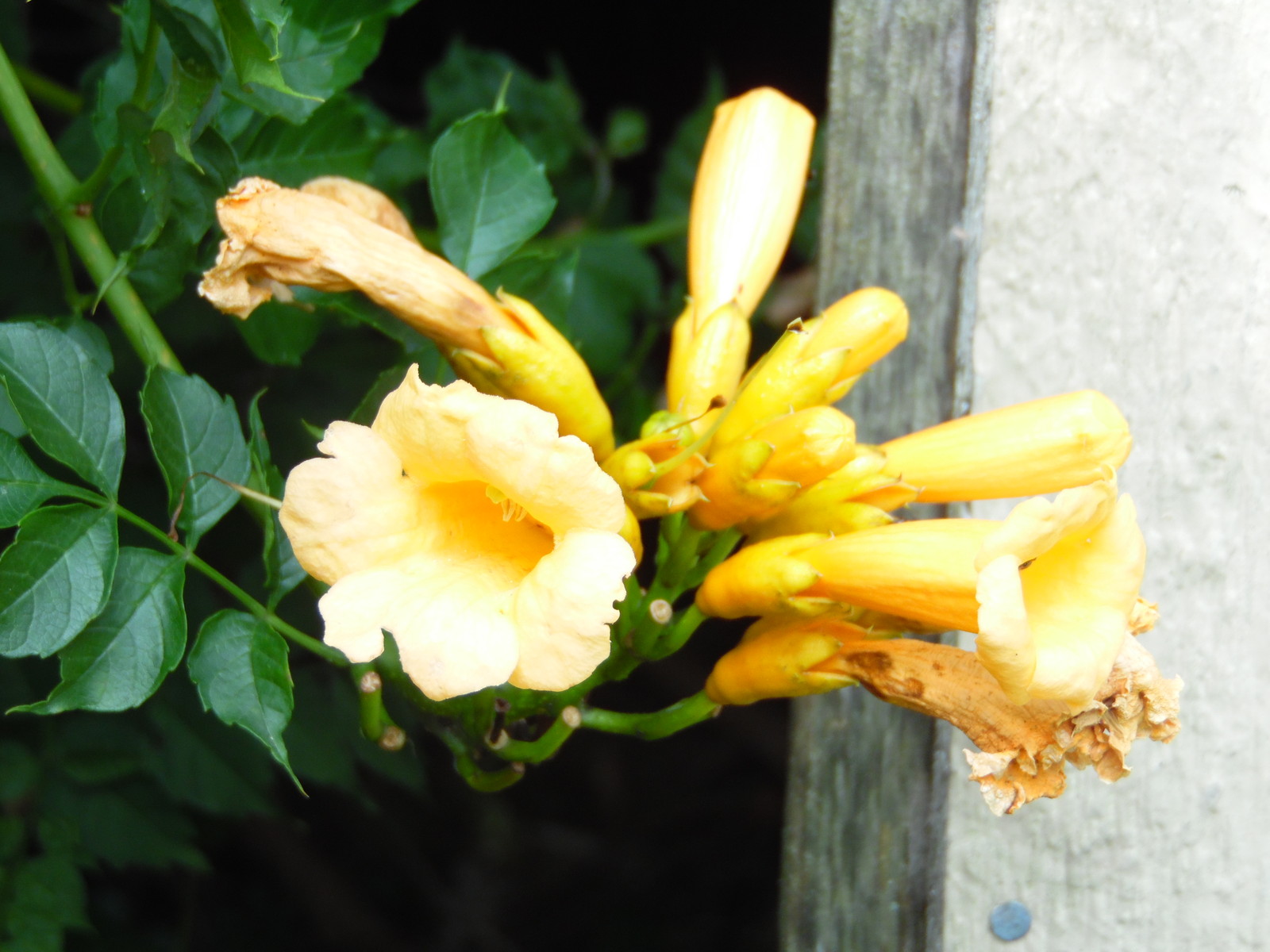 YELLOW Hummingbird Trumpet Vine Seeds! HARDY! Hummingbirds Love It!