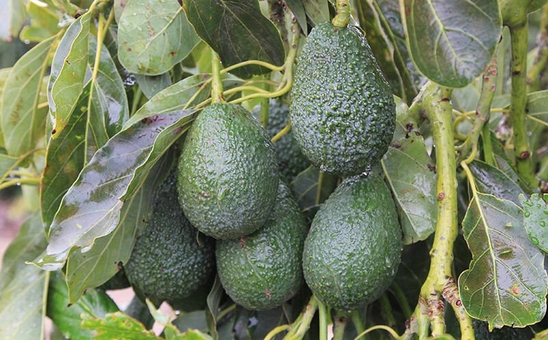 Avocado Tree Seeds (hass) 10pc