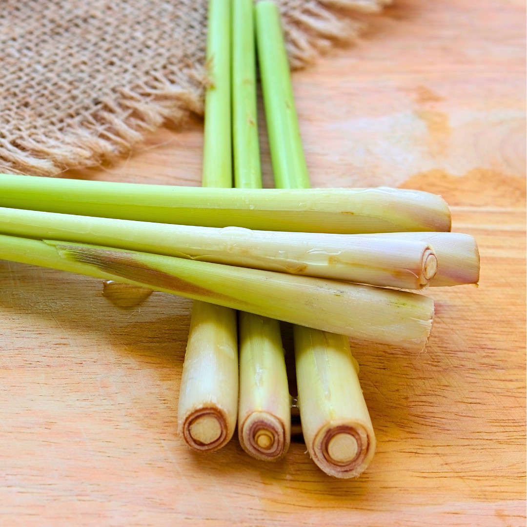 Fresh Lemongrass Herb Seeds | Xiang Mao | Heirloom Non-GMO | Asian Herb Seeds