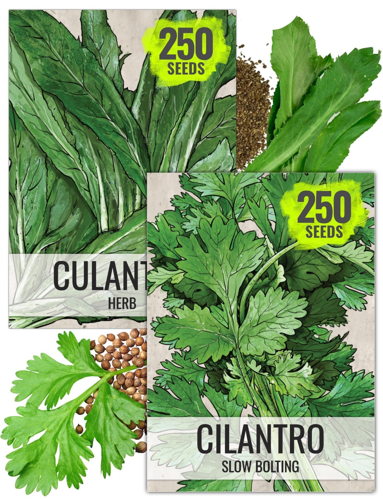 Coriander Seeds for Planting – Non-GMO Heirloom Cilantro & Culantro Herb Seeds,