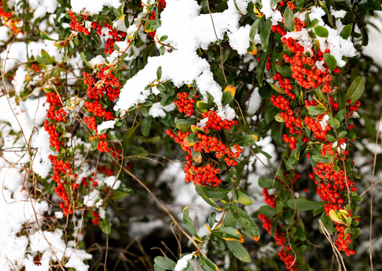 100 RED ELDERBERRY Sambucus Racemosa Mountain Elder Tree Shrub Fruit Berry Seeds