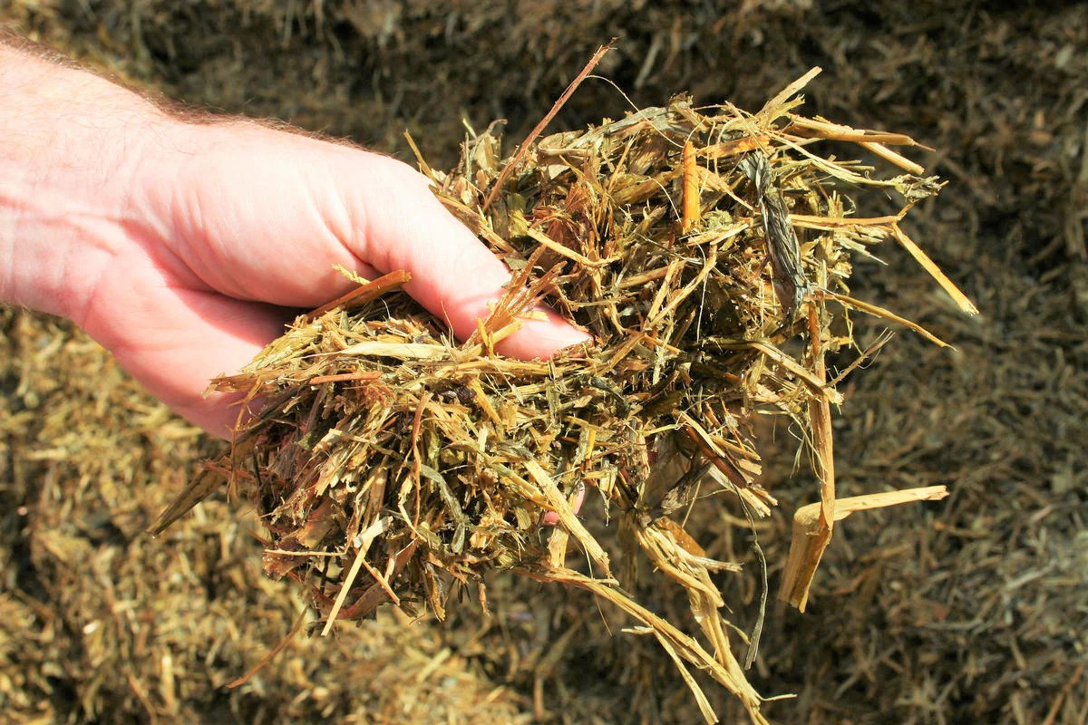 Silver King White Dent Corn Seeds | Open Pollinated Flint Field Feed Silage 2024