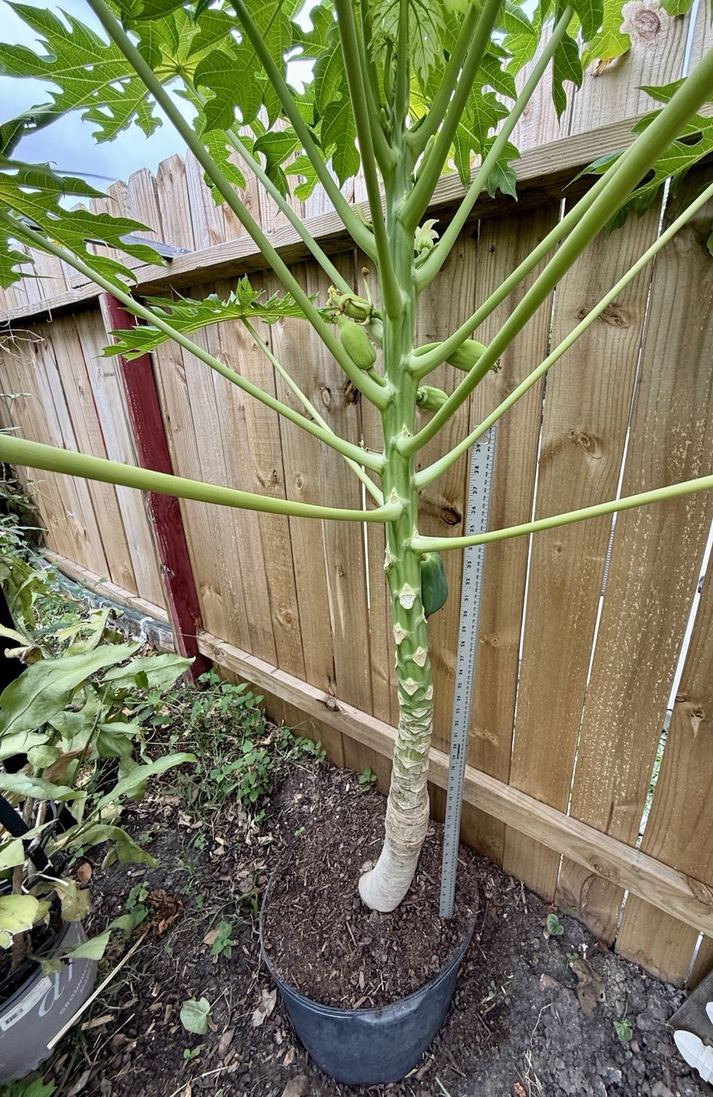 1- Dwarf Solo Hawaiian Papaya Fruit Tree 13-14″Tall Had Fully Roots With 4” Pot