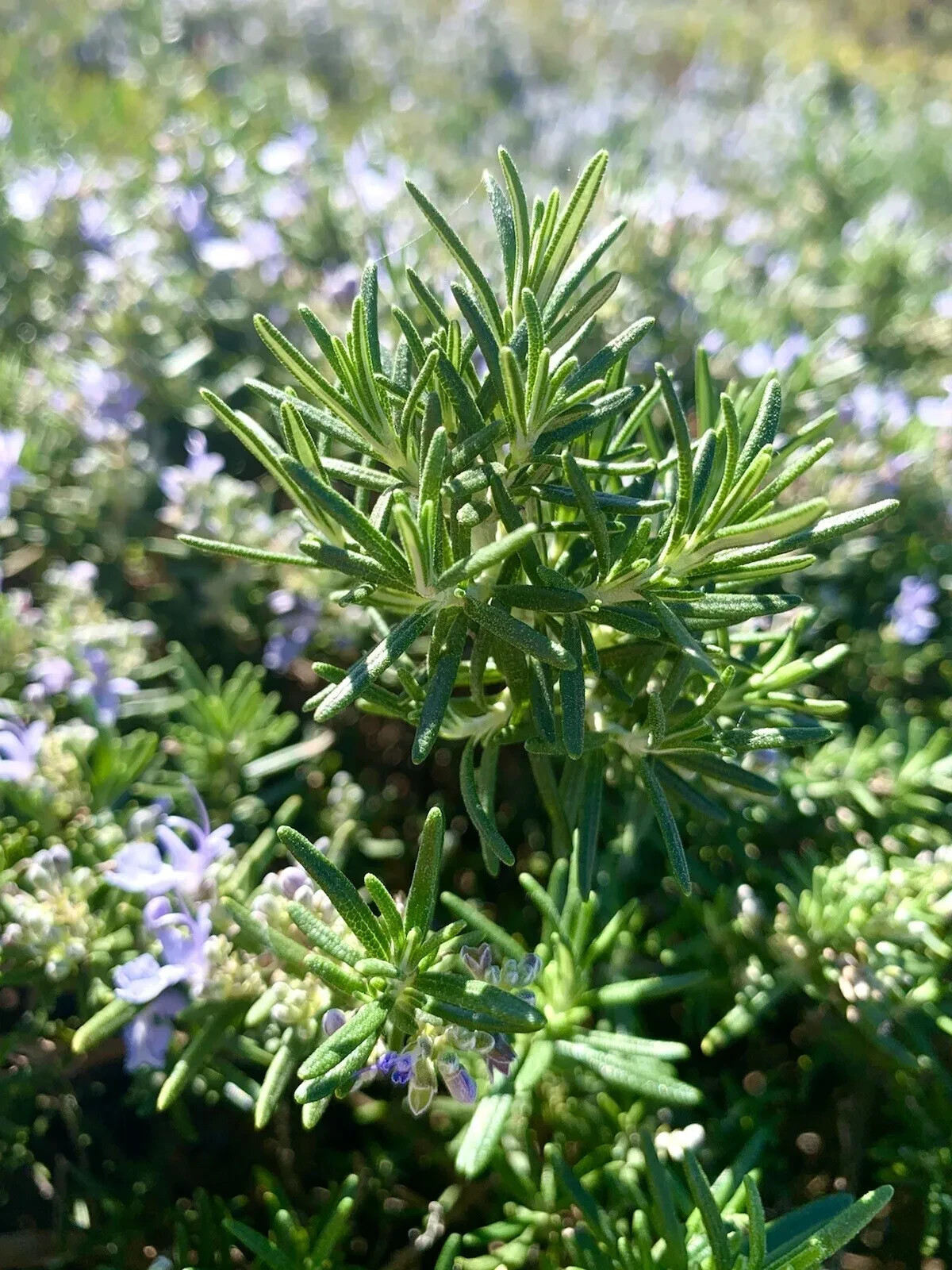 Rosemary, Salvia Rosmarinus – 100 Seeds 2024