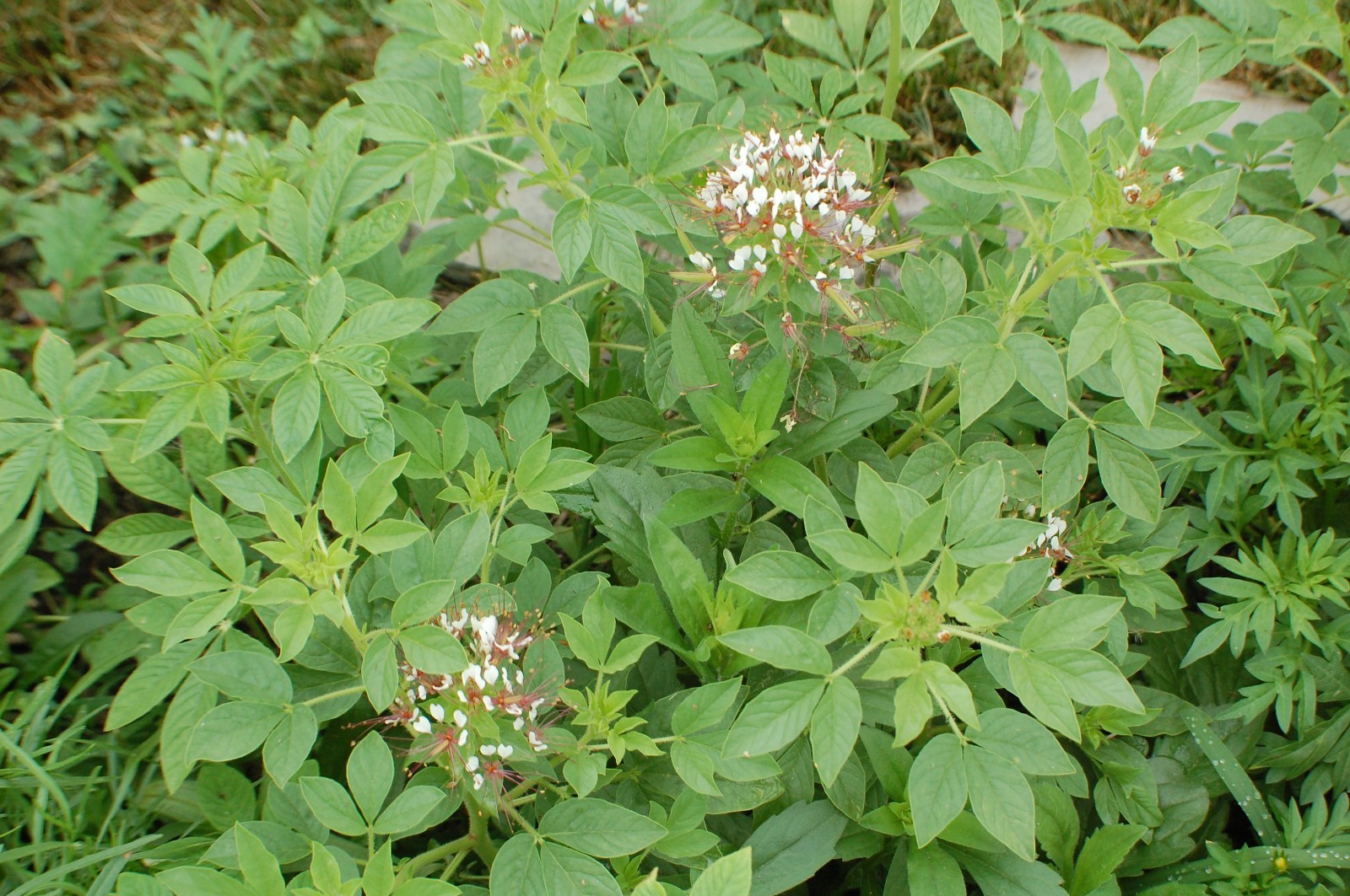 1 GRAM + redwhisker clammyweed/NATIVE/Polanisia dodecandra/ORGANIC/400 + seeds