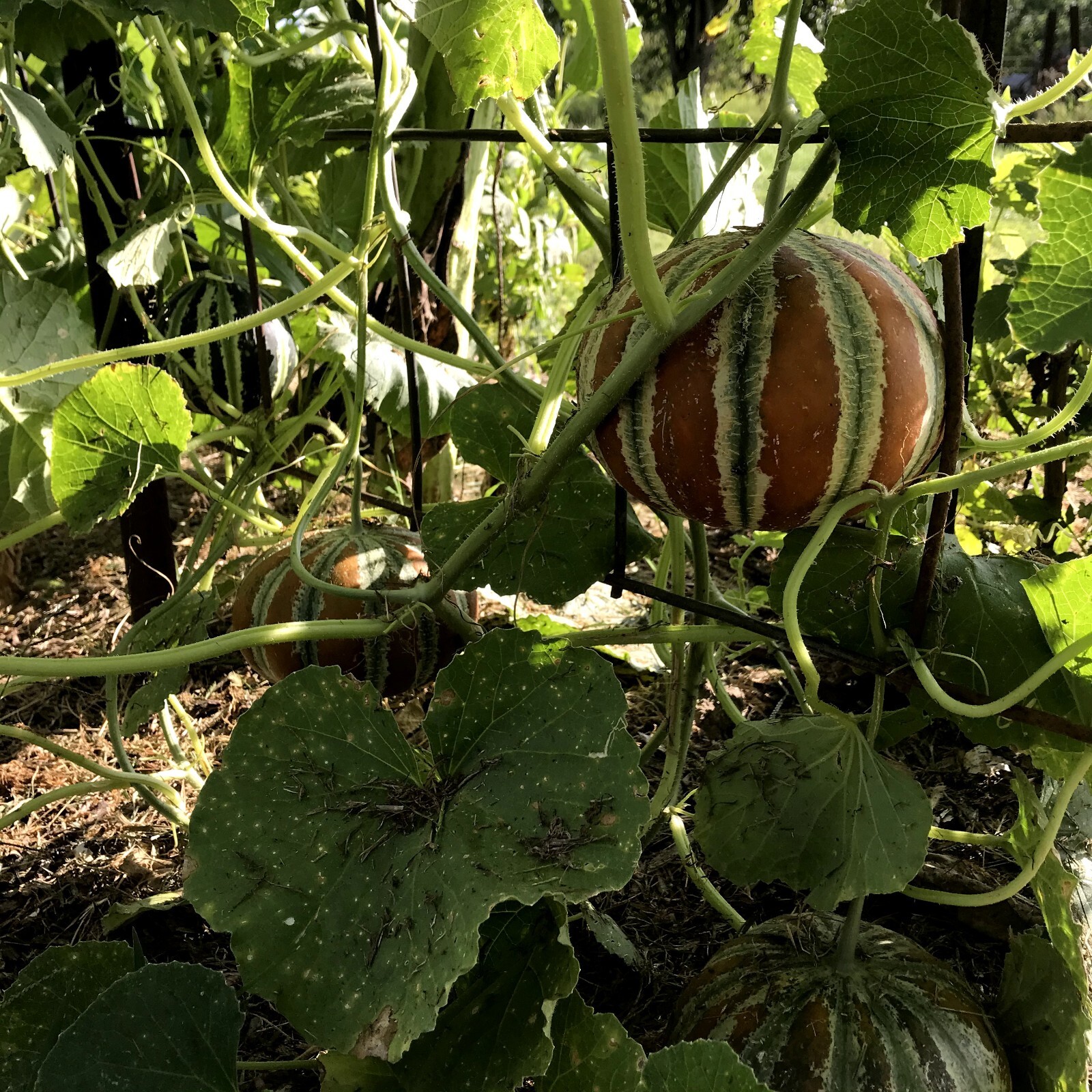 20+ Kajari Melon Seeds Small Personal Sized Exotic Melon w Musky Honeydew Flavor