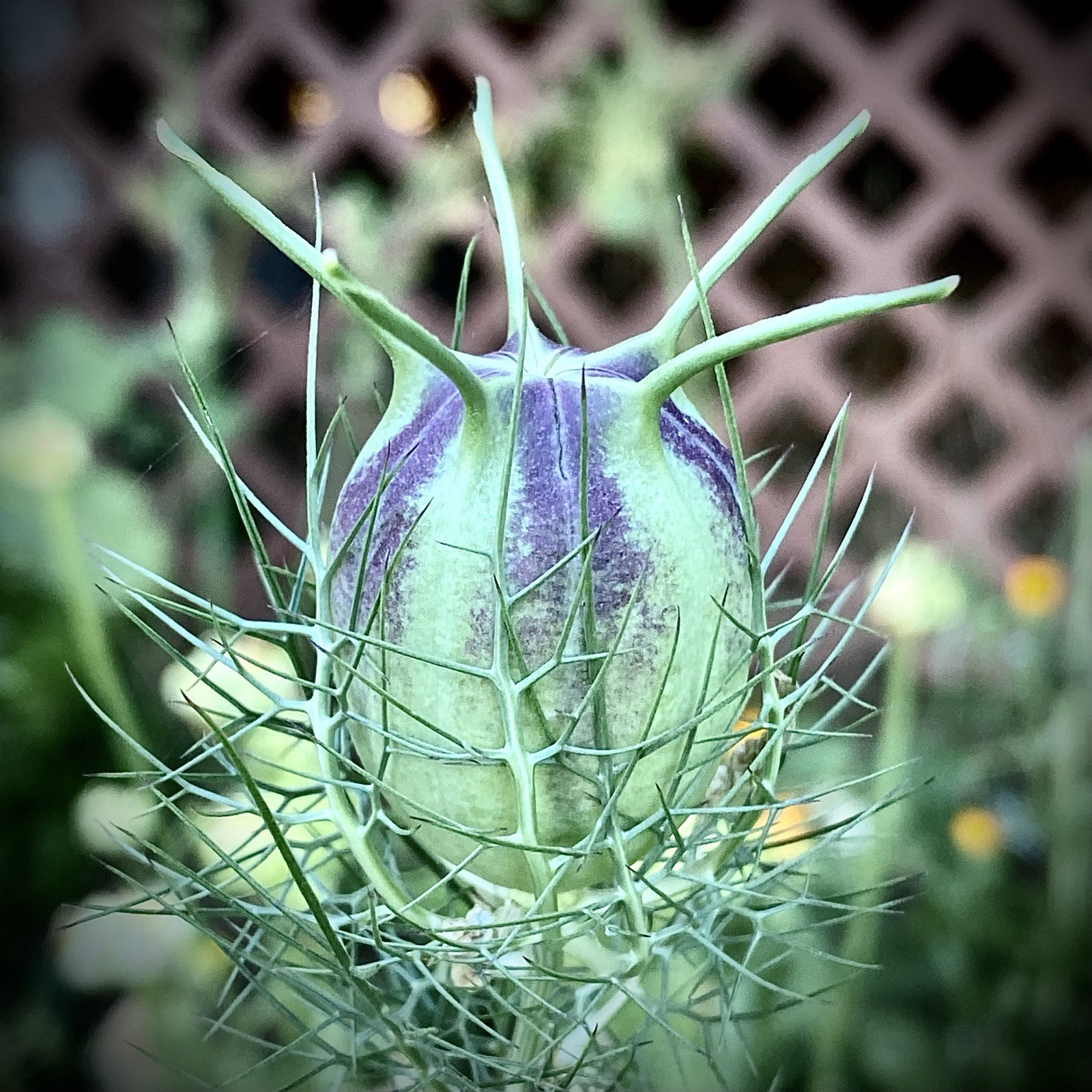 3,000 + Love In a Mist Organic Nigella Flower Seeds Unique Cut Decorative Pods