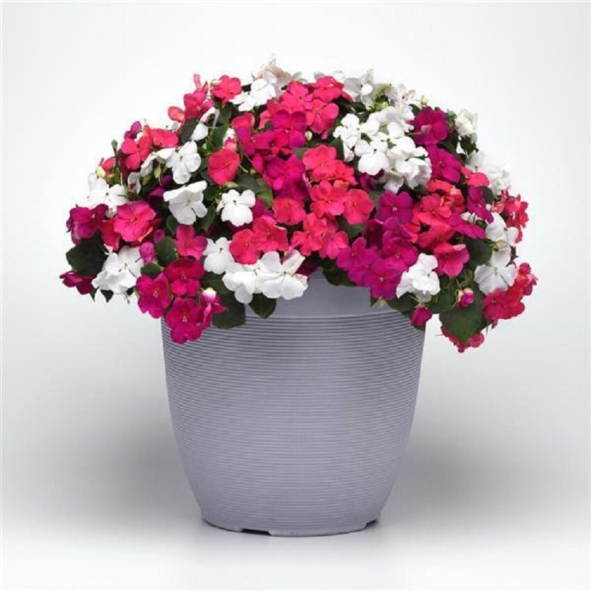 Impatiens Seeds 50 Beacon Portland Mix Walleriana