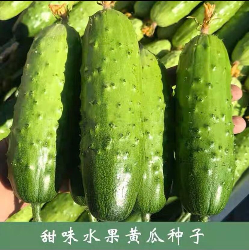 2Varieties Chinese Cucumber Seeds pack28seeds each. 天津刺黄瓜，水果黄瓜（旱黄瓜）种籽.每种28粒，共56粒