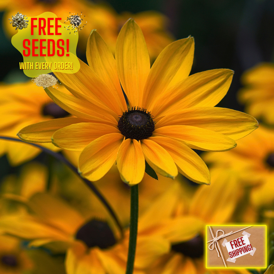 Fresh Premium Elegant Black Eyed Susan Seeds | Heirloom Non-GMO | Flower Seeds