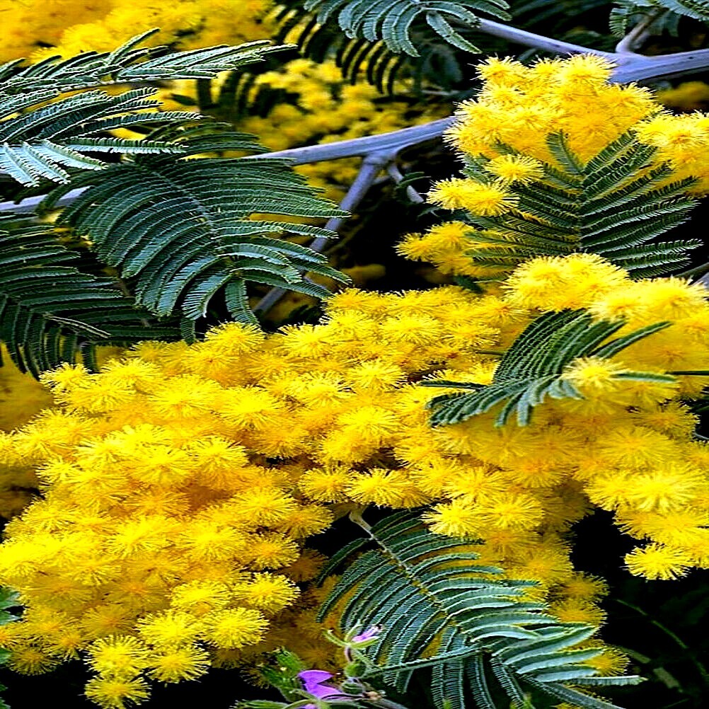 10 GOLDEN MIMOSA Tree Seeds Acacia baileyana Yellow Wattle Flower Fast Growing