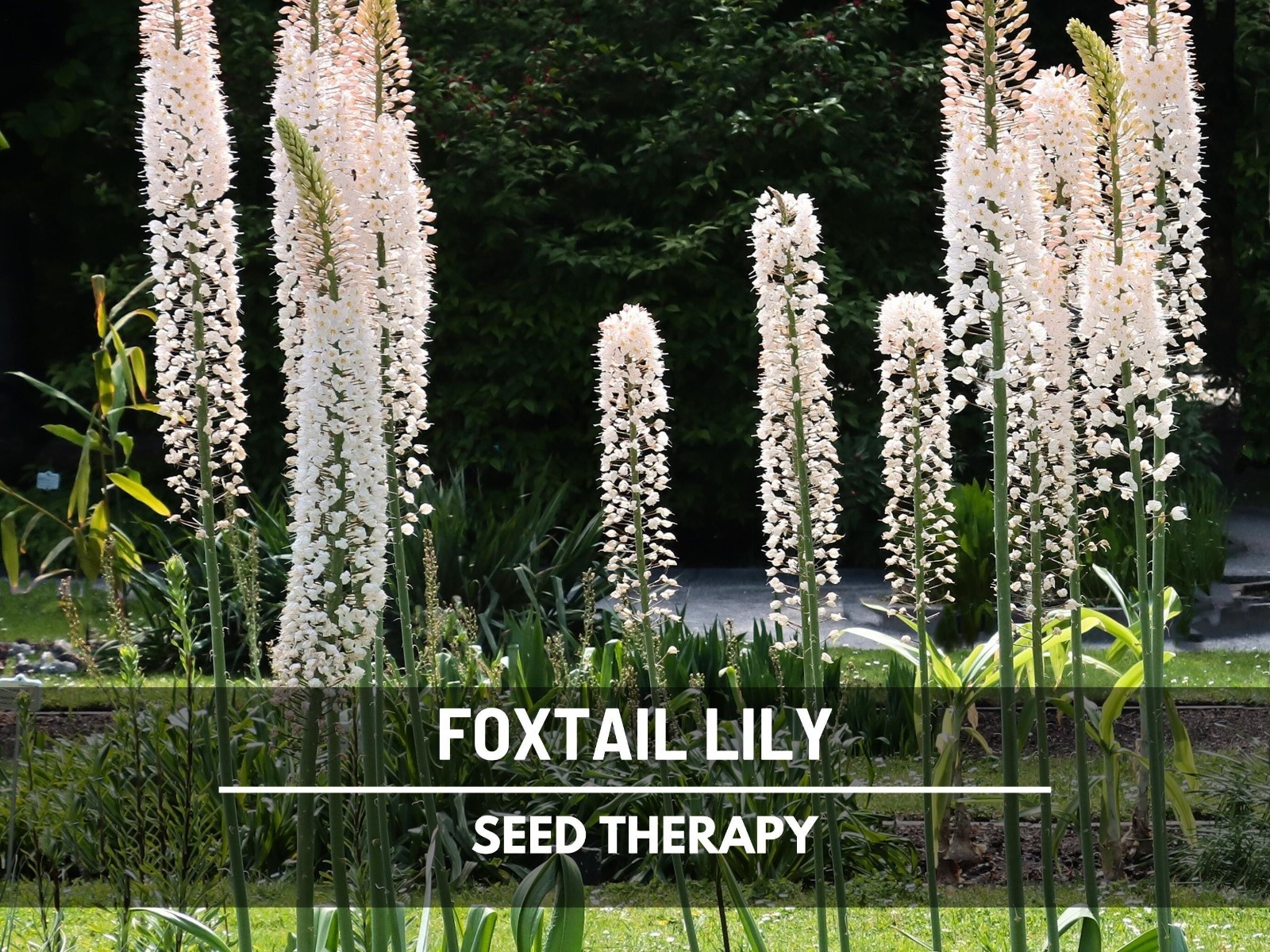 Foxtail Lily Seeds – Desert Candle, Evergreen Perennial, Towering Flowers