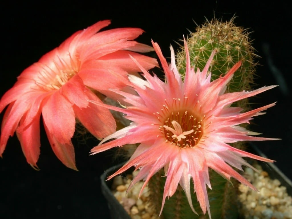 Chamaelobivia (Peanut Cactus) “Boom” Cactus Seeds (100 Seeds)