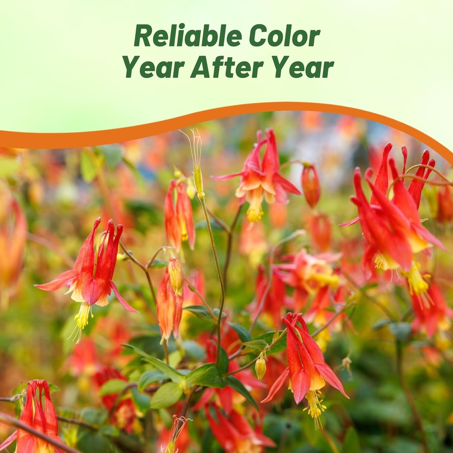 2000 Seeds Columbine Seeds – Aquilegia Canadensis Wild Columbine Flower Seed
