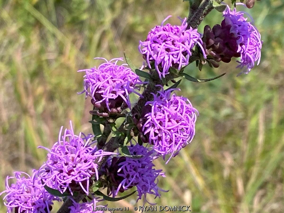BULK SEEDS!…Liatris aspera…Rough Blazing Star…QTY/bag=1000