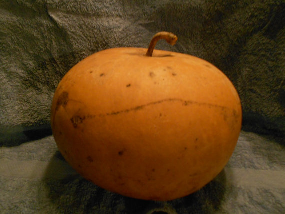 Bushel Basket Gourd, Lagenaria siceraria, Seeds (30-50 lbs)