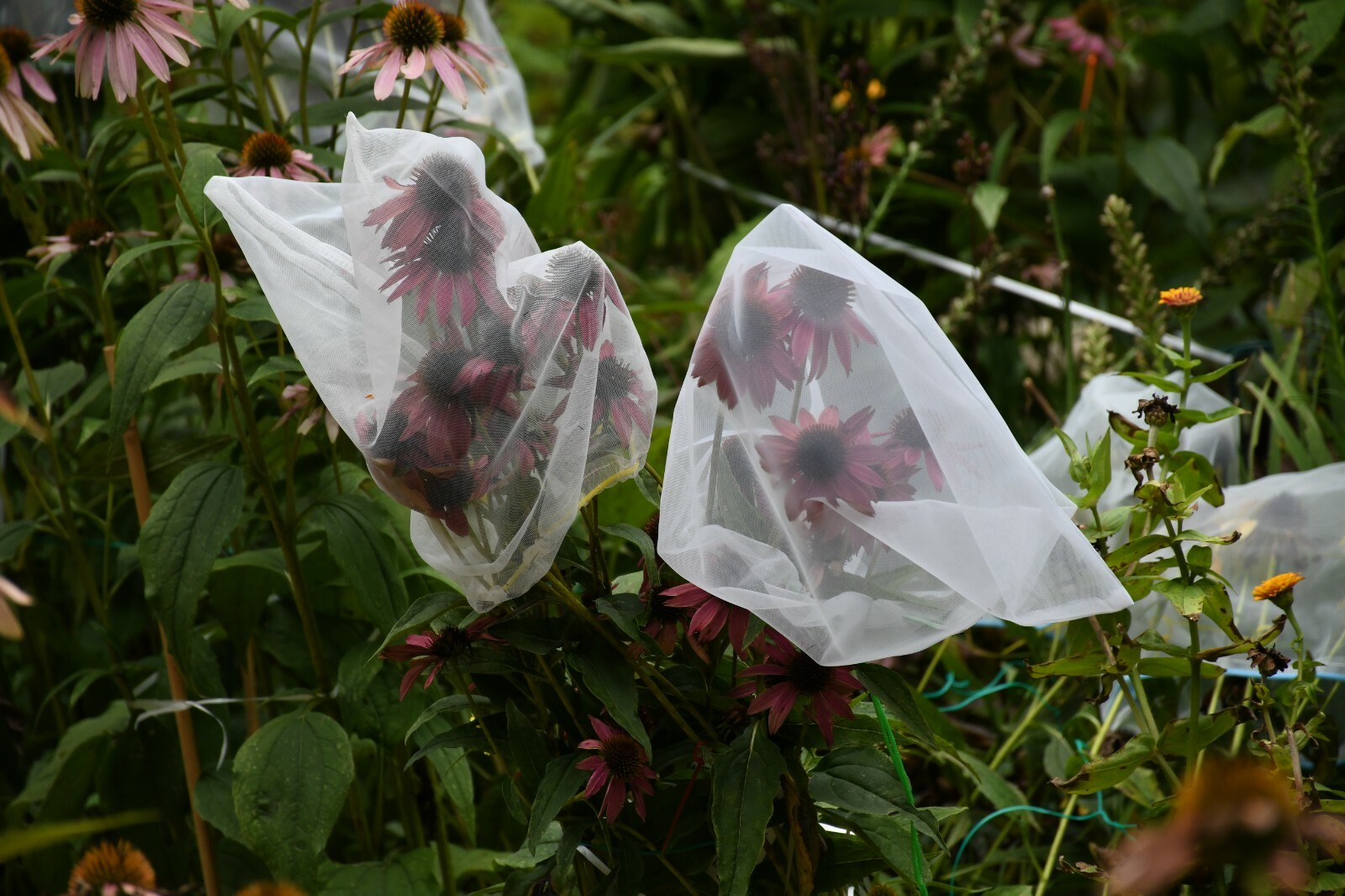Dark Deep Red Cheyenne Spirit Coneflower 30+ Seeds Echinacea Farm Fresh