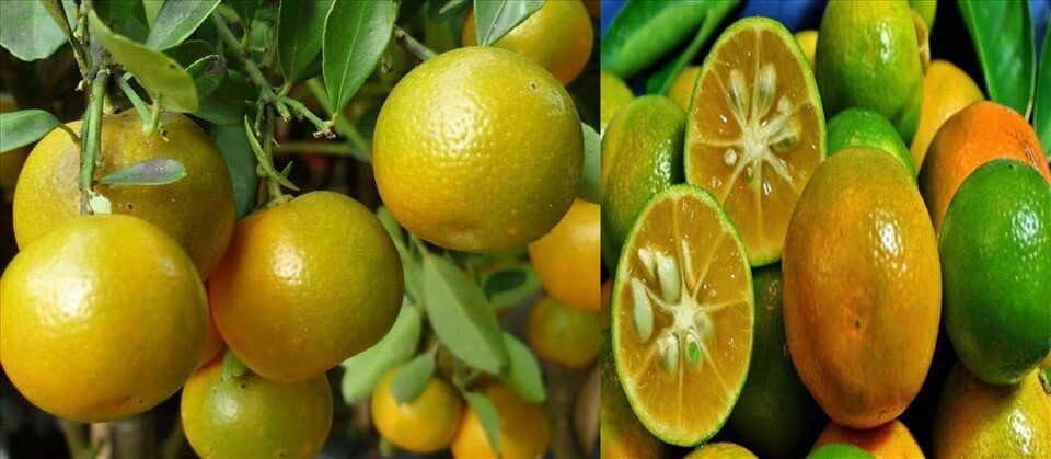 5 Seeds Tac Chua Viet Nam Hat Giong Cay Quay Kumquat Trai Tron Citrus Microcarpa