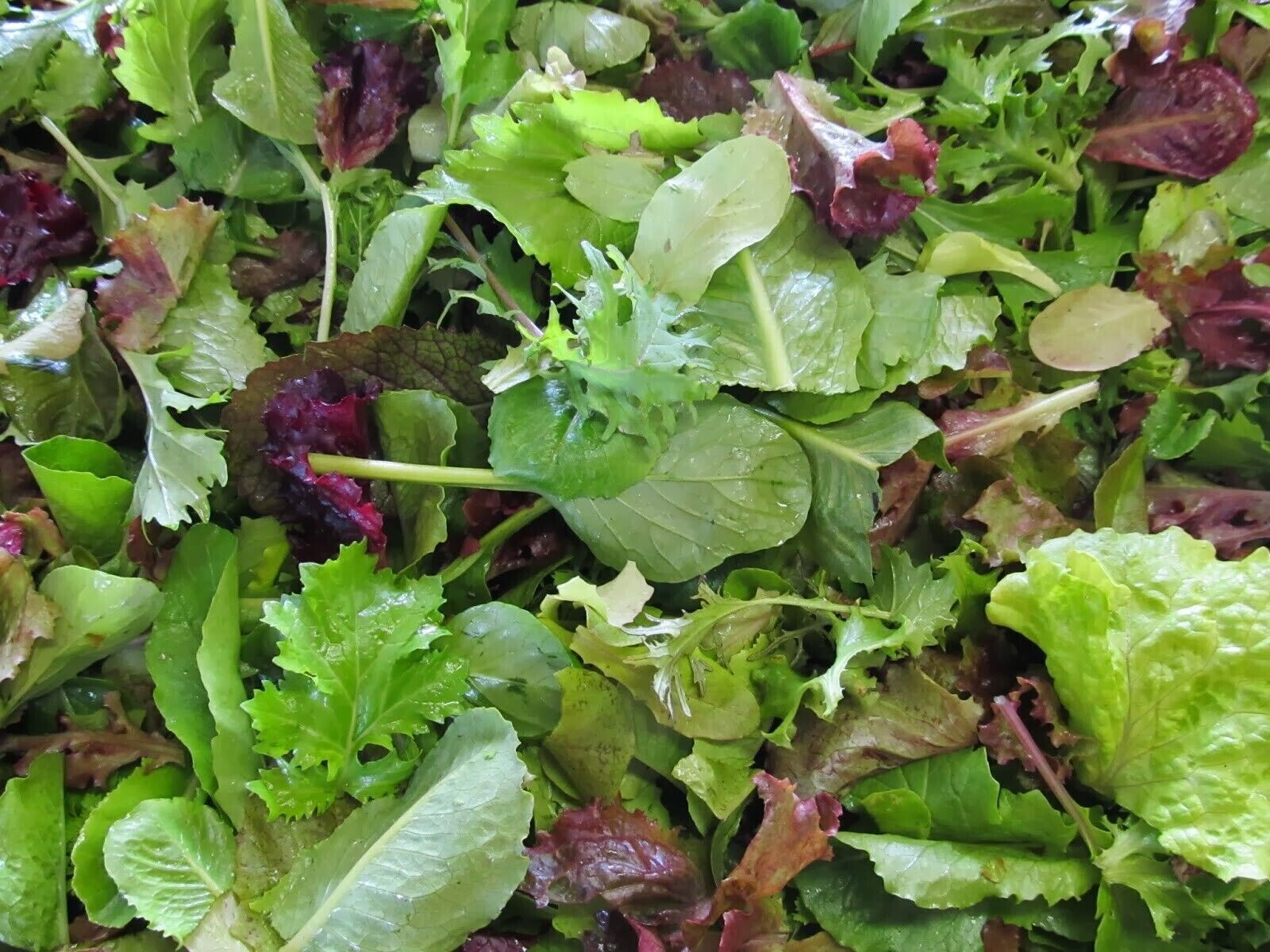 3 different salad kits you choose grow your own NON-GMO seeds VERY EASY HEALTHY!