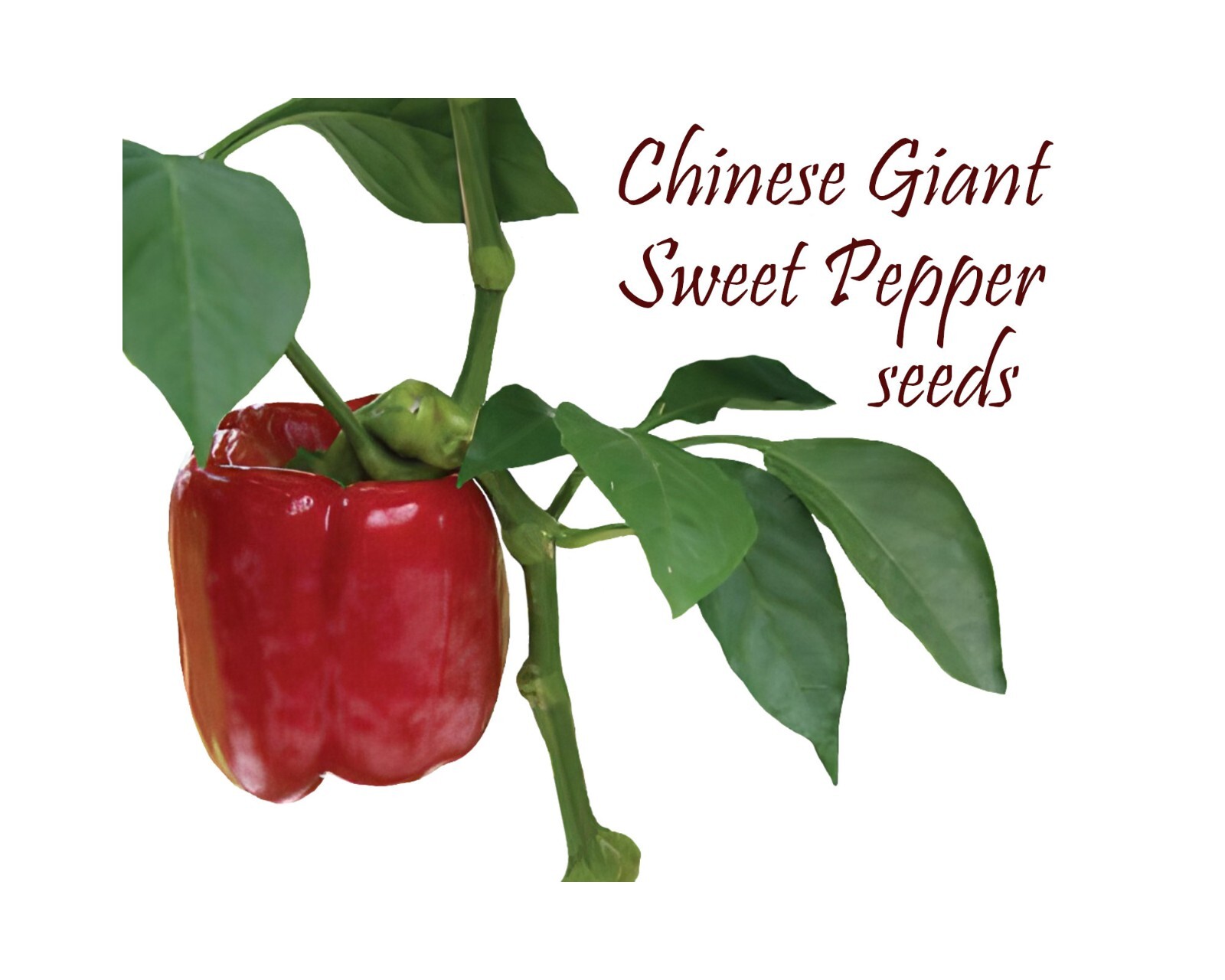 Sweet Pepper – Chinese Giant. 50 seeds. Heirloom. Huge! Sweet and Mild Stuffer.