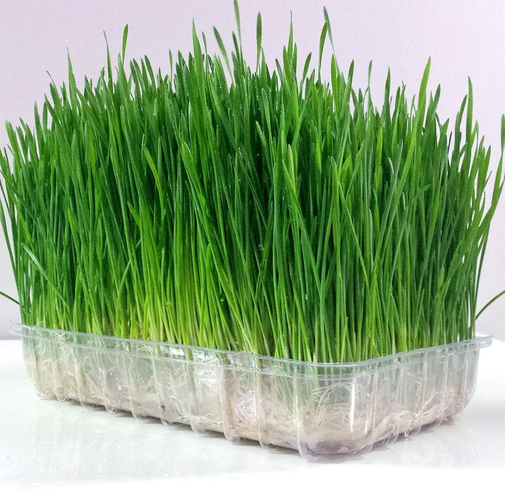 Organic Wheatgrass Seed – Certified Organic Hard Red Wheat by Powergrow (5 Pound