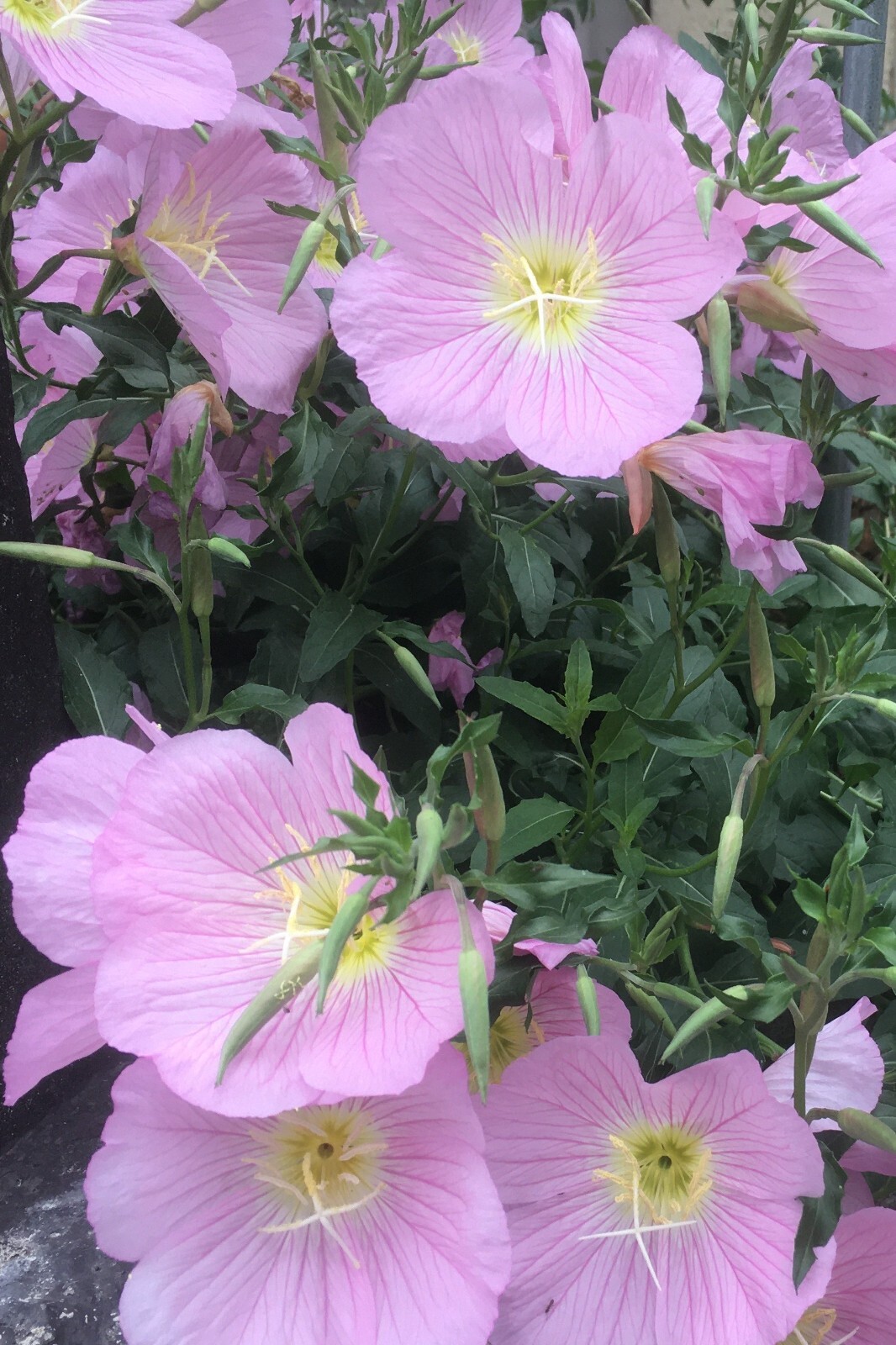 500+Pink Showy Evening Primrose Seeds Medicinal Herb Border Container Garden USA