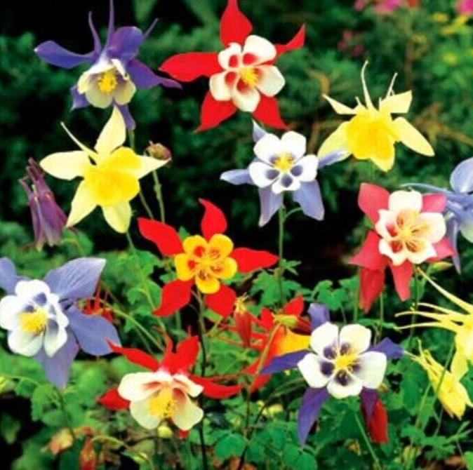 COLUMBINE MCKANA GIANTS SEEDS 200+ perennial FLOWER mixed COLORS FREE SHIPPING