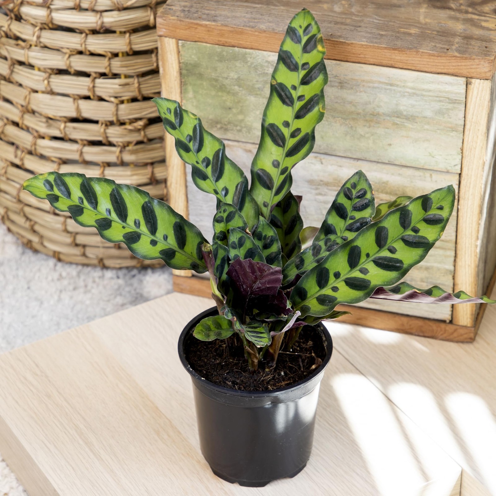 Pet Safe Live Calathea Plants – 4 Pack Air Purifying Indoor Mix in 4.25″ Pots