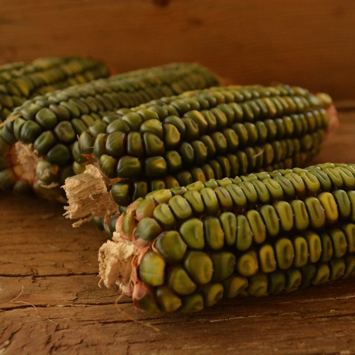 Oaxacan Green Dent Ornamental Corn Seeds | Blue Gold Glass Gem Popcorn Seed 2024