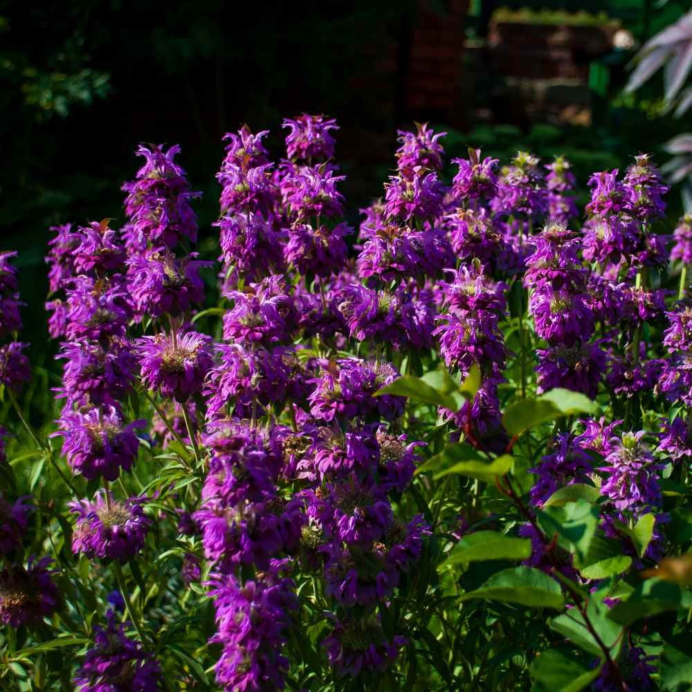 5000 Seeds Pink Monarda Seeds For Planting – Citriodora Lemon Bee Balm Flower