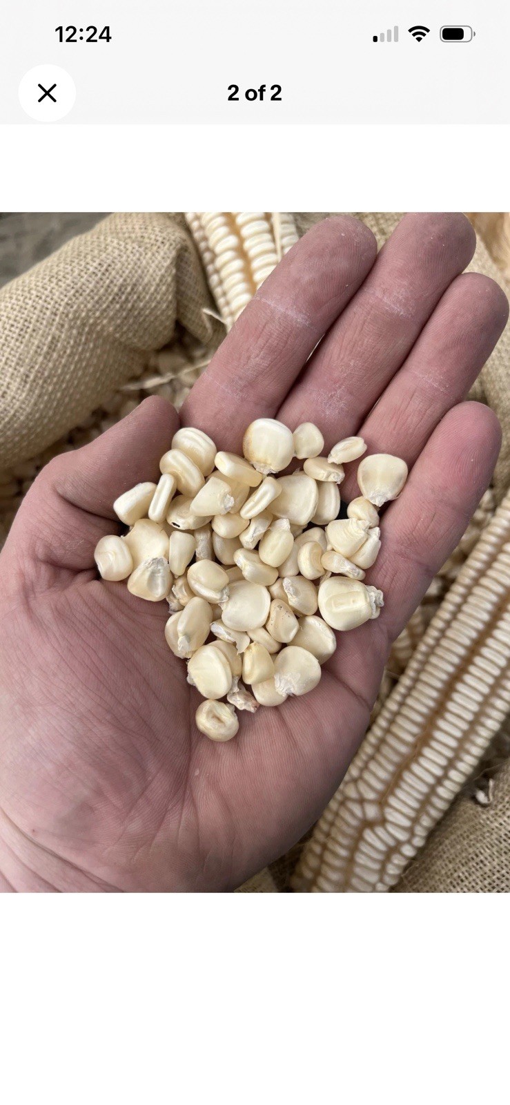 Hickory King White Heirloom Corn Seed 2 pounds