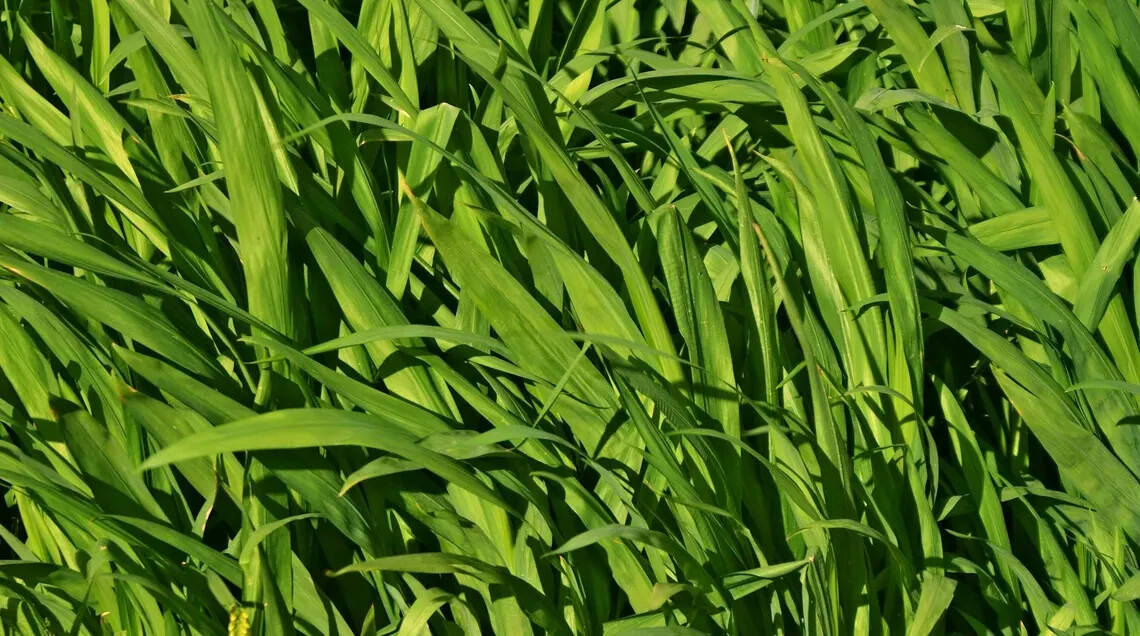Japanese Millet Seeds – Fast Growing, Drought Tolerant, Wildlife – Pound