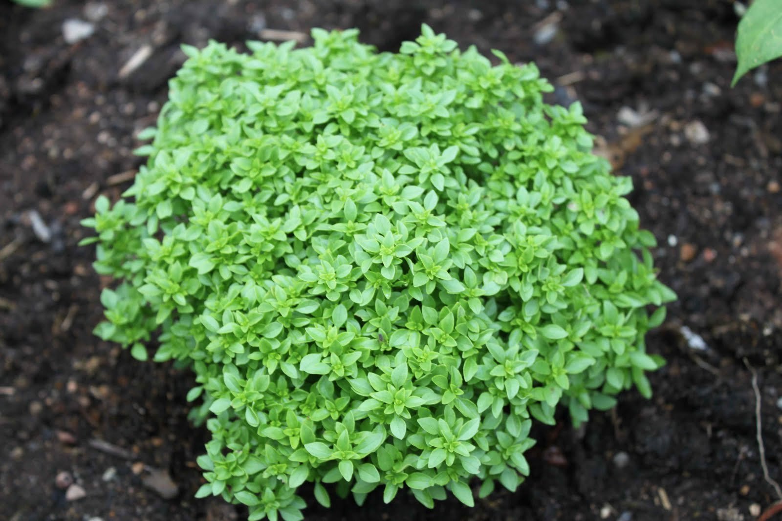 SPICY GLOBE BASIL SEEDS * GLOBE SHAPE * ATTRACTIVE * CUISINE * 100 COUNT PKT. *