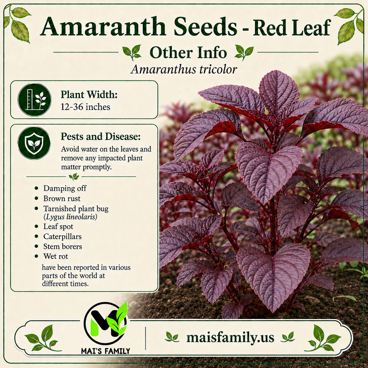 Red AMARANTH SEEDS (Rau Dền Đỏ) Non-GMO, Heirloom. Annual