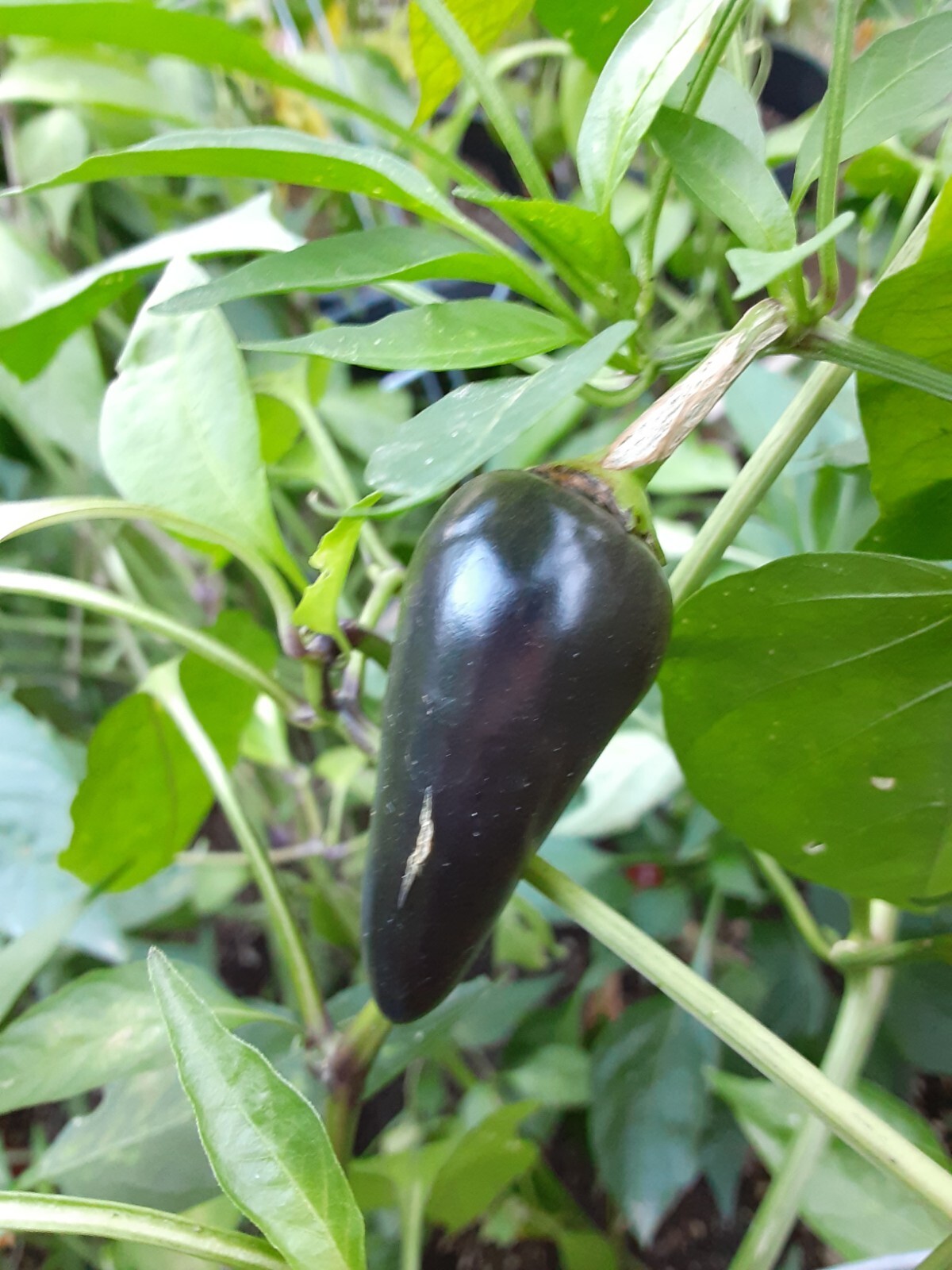 100+ JALAPEÑO PEPPER SEED COMBO PACK PURPLE/ORANGE SPICE/WHITE/TOPS 🥵🥵