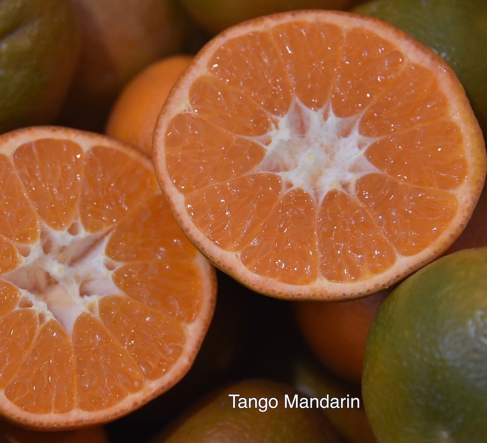 California only!! Tango Mandarin Tree 24-36 inches tall, grafted dwarf tree
